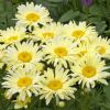 Leucanthemum Banana Cream